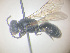  (Hylaeus pyrenaicus - HASARD-191)  @11 [ ] nrr (2024) Unspecified Romain Le Divelec