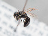  (Hylaeus asiaticus - HASARD-197)  @11 [ ] nrr (2024) Unspecified Romain Le Divelec