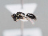  (Hylaeus beaumonti - HASARD-199)  @11 [ ] nrr (2024) Unspecified Romain Le Divelec