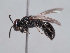  (Hylaeus distinguendus - HASARD-201)  @11 [ ] nrr (2024) Unspecified Romain Le Divelec