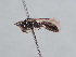 (Hylaeus implicatus - HASARD-202)  @11 [ ] nrr (2024) Unspecified Romain Le Divelec