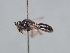  ( - HASARD-203)  @11 [ ] nrr (2024) Unspecified Romain Le Divelec