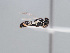  (Hylaeus kozlovi - HASARD-204)  @11 [ ] nrr (2024) Unspecified Romain Le Divelec