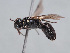  (Hylaeus leleji - HASARD-205)  @11 [ ] nrr (2024) Unspecified Romain Le Divelec