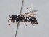  ( - HASARD-206)  @11 [ ] nrr (2024) Unspecified Romain Le Divelec
