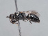  (Hylaeus mongolicus - HASARD-208)  @11 [ ] nrr (2024) Unspecified Romain Le Divelec