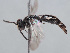  ( - HASARD-209)  @11 [ ] nrr (2024) Unspecified Romain Le Divelec