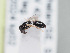  (Hylaeus oblitus - HASARD-210)  @11 [ ] nrr (2024) Unspecified Romain Le Divelec