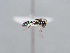  ( - HASARD-212)  @11 [ ] nrr (2024) Unspecified Romain Le Divelec