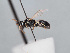  (Hylaeus tardus - HASARD-213)  @11 [ ] nrr (2024) Unspecified Romain Le Divelec