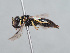  (Hylaeus turanicus - HASARD-214)  @11 [ ] nrr (2024) Unspecified Romain Le Divelec