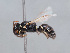  ( - HASARD-215)  @11 [ ] nrr (2024) Unspecified Romain Le Divelec