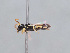  ( - HASARD-216)  @11 [ ] nrr (2024) Unspecified Romain Le Divelec