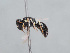 (Hylaeus livius - HASARD-217)  @11 [ ] nrr (2024) Unspecified Romain Le Divelec