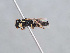  ( - HASARD-218)  @11 [ ] nrr (2024) Unspecified Romain Le Divelec