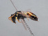  (Hylaeus sulphuripes - HASARD-221)  @11 [ ] nrr (2024) Unspecified Romain Le Divelec