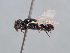  (Hylaeus amicorum - HASARD-222)  @11 [ ] nrr (2024) Unspecified Romain Le Divelec