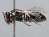  (Hylaeus lionotus - HASARD-223)  @11 [ ] nrr (2024) Unspecified Romain Le Divelec
