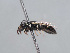  (Hylaeus hameri - HASARD-225)  @11 [ ] nrr (2024) Unspecified Romain Le Divelec