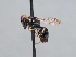  ( - HASARD-228)  @11 [ ] nrr (2024) Unspecified Romain Le Divelec