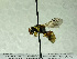  (Hylaeus luteobalteatus - HASARD-231)  @11 [ ] nrr (2024) Unspecified Romain Le Divelec