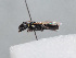  ( - HASARD-232)  @11 [ ] nrr (2024) Unspecified Romain Le Divelec