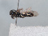  ( - HASARD-233)  @11 [ ] nrr (2024) Unspecified Romain Le Divelec