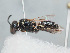  (Hylaeus dolichocephalus - HASARD-234)  @11 [ ] nrr (2024) Unspecified Romain Le Divelec