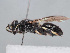  ( - HASARD-236)  @11 [ ] nrr (2024) Unspecified Romain Le Divelec