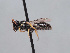  ( - HASARD-240)  @11 [ ] nrr (2024) Unspecified Romain Le Divelec