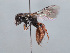  (Sphecodes cypricus - HASARD-243)  @11 [ ] nrr (2024) Unspecified Romain Le Divelec