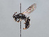  ( - HASARD-244)  @11 [ ] nrr (2024) Unspecified Romain Le Divelec