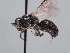  (Hylaeus oehlkei - HASARD-245)  @11 [ ] nrr (2024) Unspecified Romain Le Divelec
