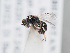  (Hylaeus arenarius - HASARD-247)  @11 [ ] nrr (2024) Unspecified Romain Le Divelec