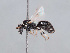  ( - HASARD-249)  @11 [ ] nrr (2024) Unspecified Romain Le Divelec