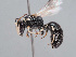  (Hylaeus pomarinus - HASARD-253)  @11 [ ] nrr (2024) Unspecified Romain Le Divelec