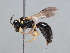  (Hylaeus scutellaris - HASARD-254)  @11 [ ] nrr (2024) Unspecified Romain Le Divelec