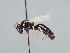  (Hylaeus lactipennis - HASARD-256)  @11 [ ] nrr (2024) Unspecified Romain Le Divelec