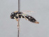  (Hylaeus przewalskyi - HASARD-260)  @11 [ ] nrr (2024) Unspecified Romain Le Divelec