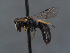  (Hylaeus aenigmatis - HASARD-262)  @11 [ ] nrr (2024) Unspecified Romain Le Divelec