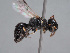  (Hylaeus fossifer - HASARD-274)  @11 [ ] nrr (2024) Unspecified Romain Le Divelec