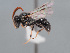  ( - HASARD-275)  @11 [ ] nrr (2024) Unspecified Romain Le Divelec