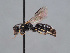  (Hylaeus kumari - HASARD-279)  @11 [ ] nrr (2024) Unspecified Romain Le Divelec