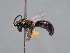  ( - HASARD-280)  @11 [ ] nrr (2024) Unspecified Romain Le Divelec