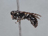  (Hylaeus aborigensis - HASARD-285)  @11 [ ] nrr (2024) Unspecified Romain Le Divelec
