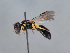  (Hylaeus dinkleri - HASARD-286)  @11 [ ] nrr (2024) Unspecified Romain Le Divelec