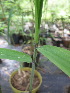  (Otatea transvolcanica - XAL-147)  @11 [ ] Copyright  T. Mejia 2012 Unspecified