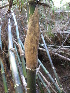  ( - XAL-19)  @11 [ ] Copyright  T. Mejia 2010 Unspecified