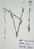  ( - XAL-28)  @11 [ ] Copyright  T. Mejia 2010 Unspecified
