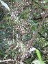  ( - XAL-67)  @11 [ ] Copyright  T. Mejia 2010 Unspecified